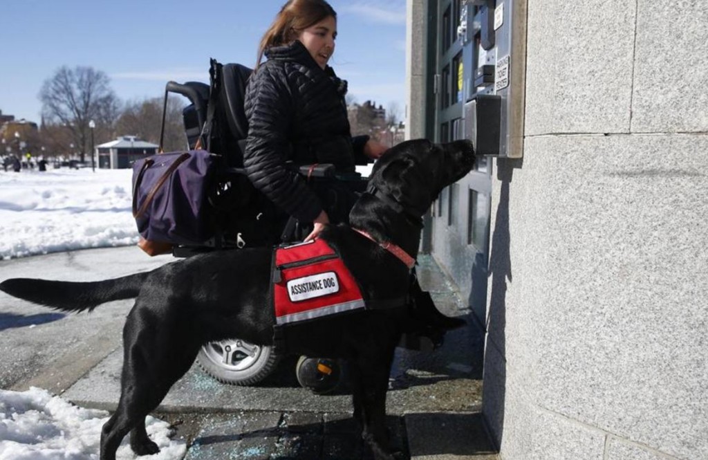 Misrepresenting pets as service animals