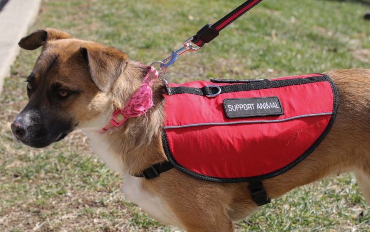 Two emotional support dogs help their owners cope in school - Service