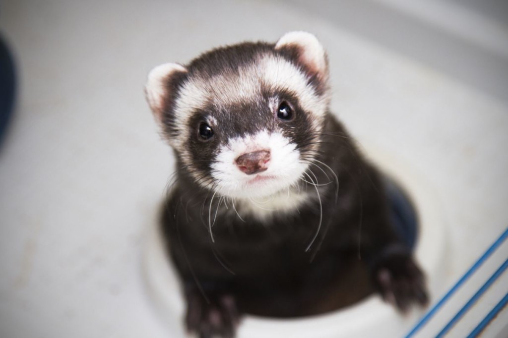 Ferret service animal