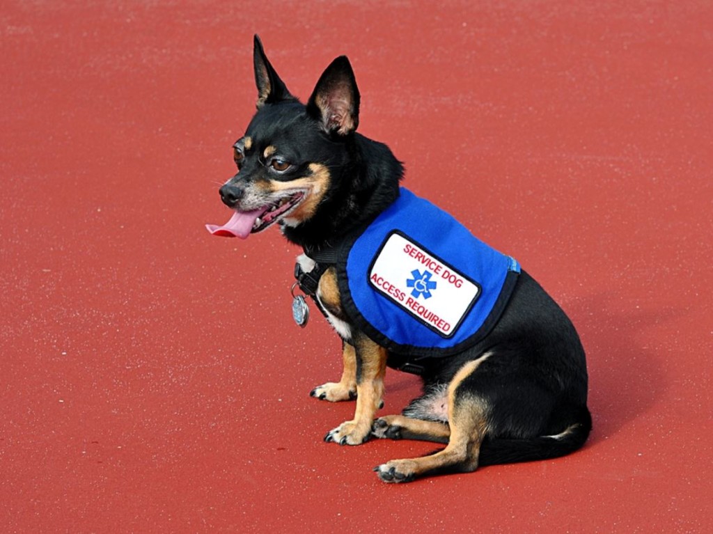 laws deal with fake service animals