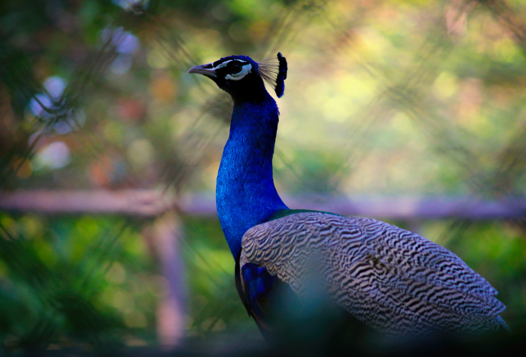 peacock