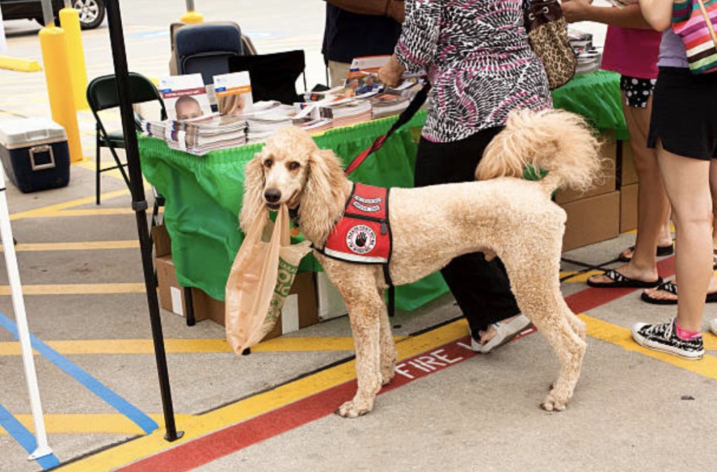 breeds for service dogs