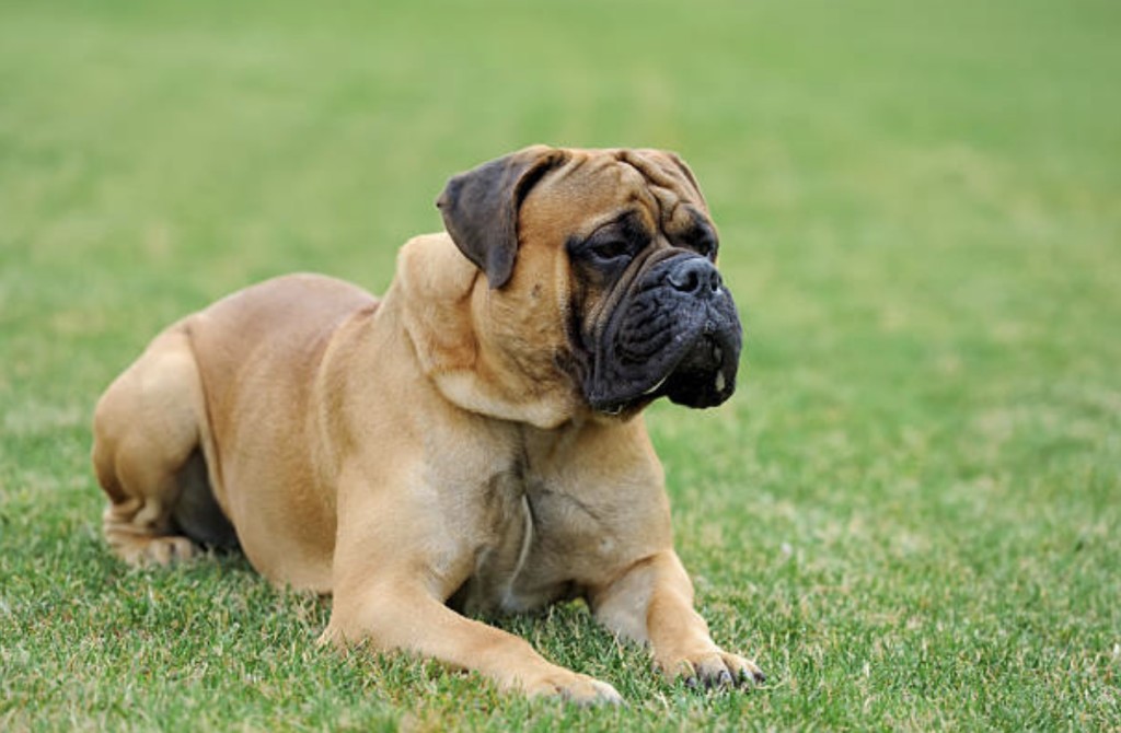 bullmastiff