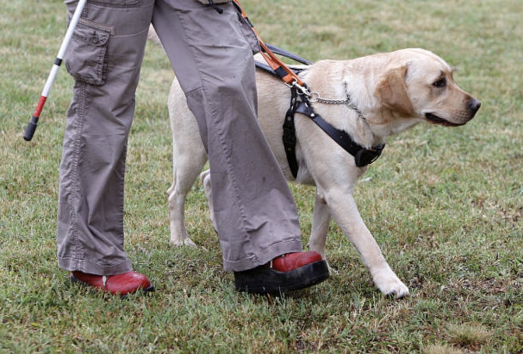 service animal gear