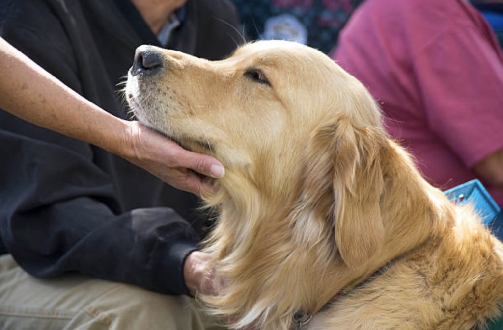 service dog