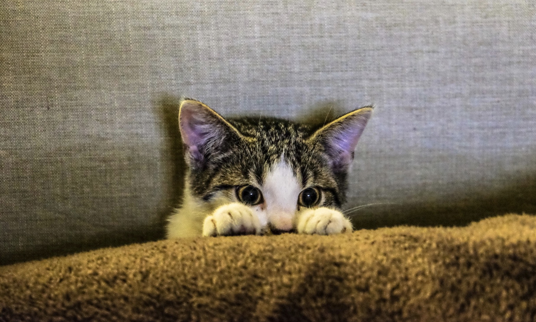 American Airlines Changes Their Policy On Emotional Support Animals
