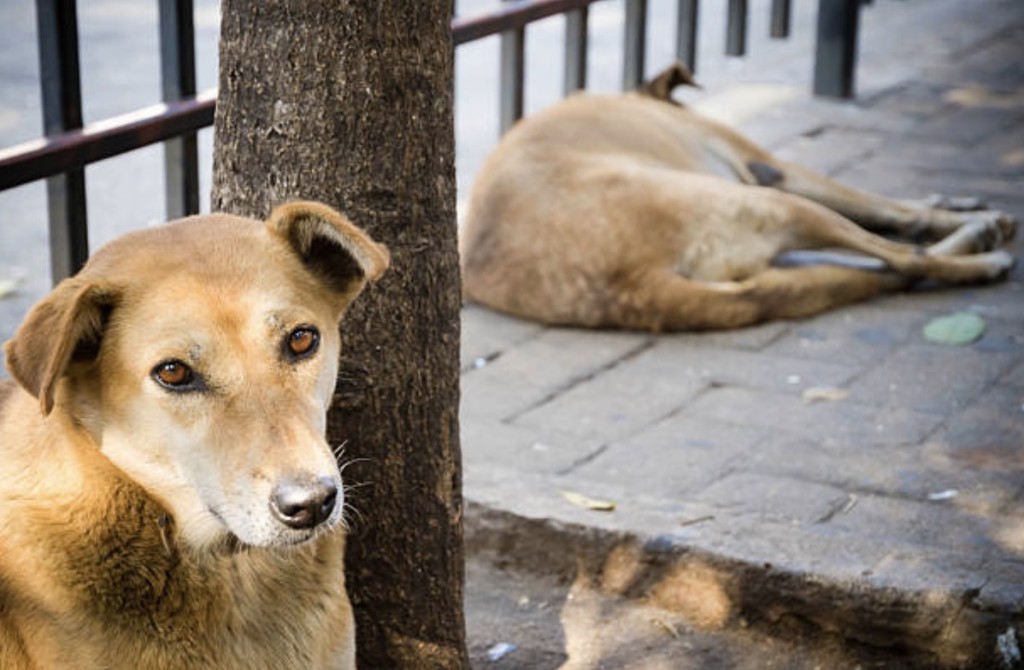 stray dogs