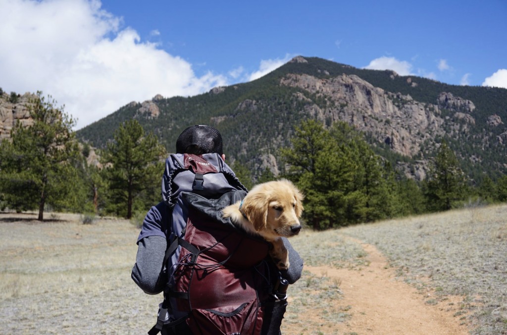 travel with service dog