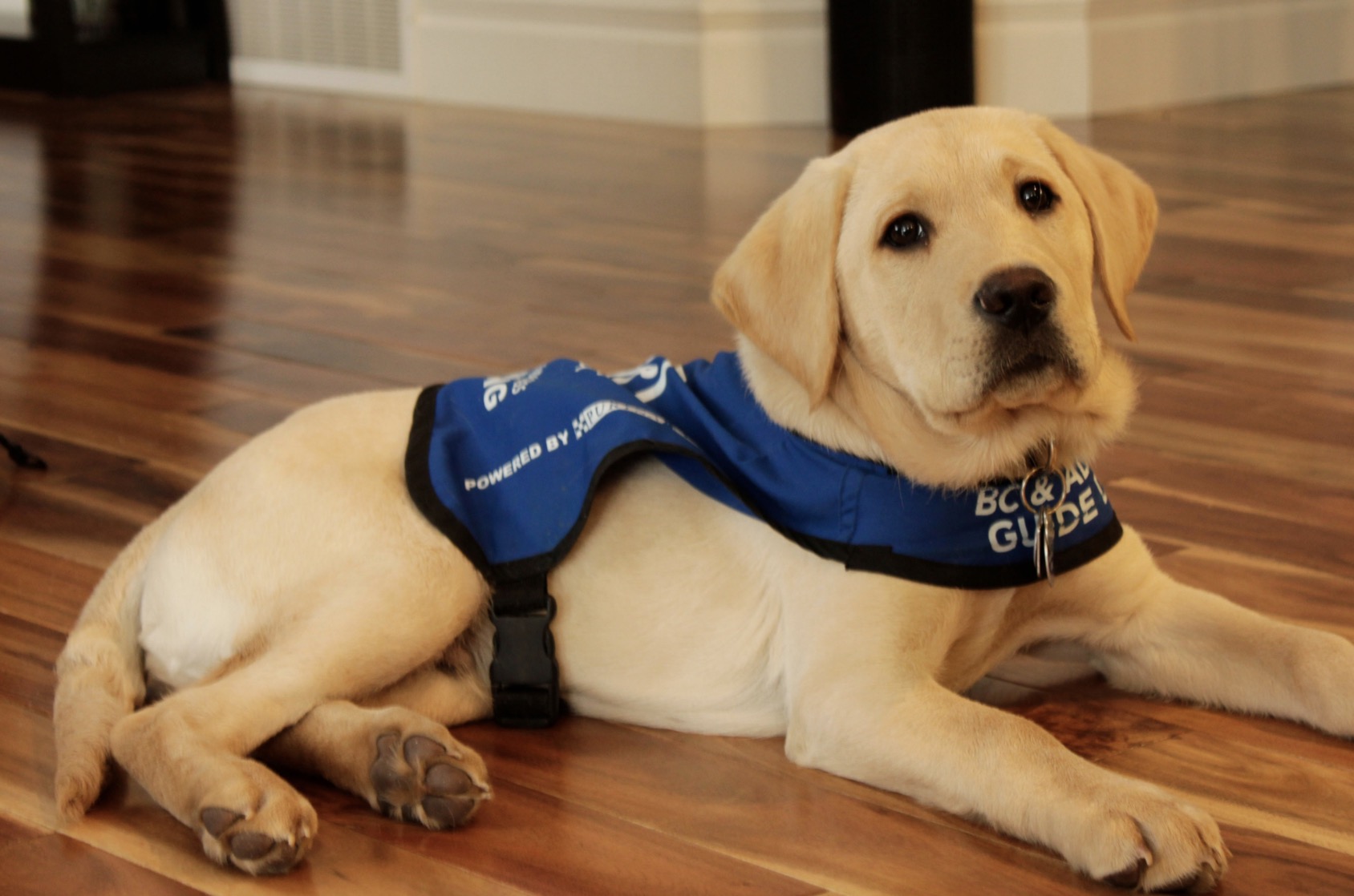 Free Service Dog Training For Veterans Near Me