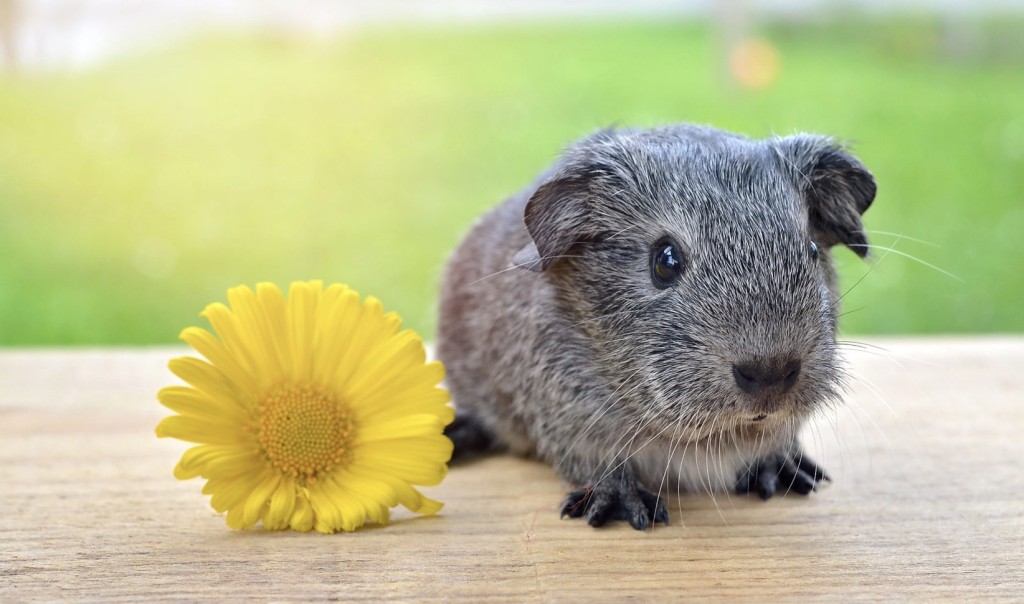 guinea pig therapy animal