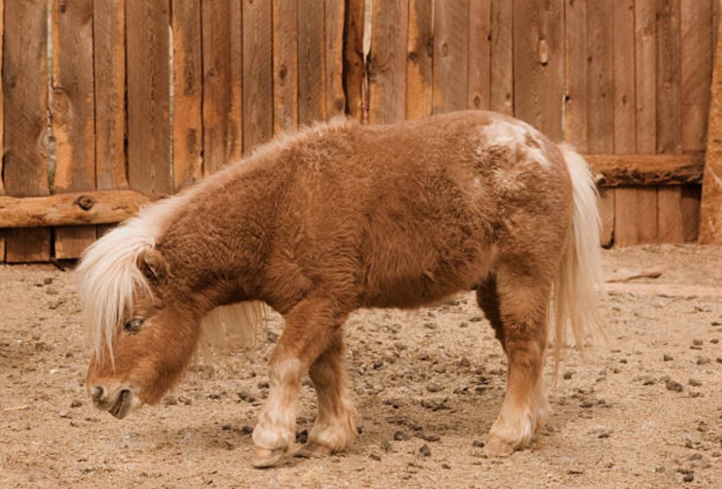 miniature horses