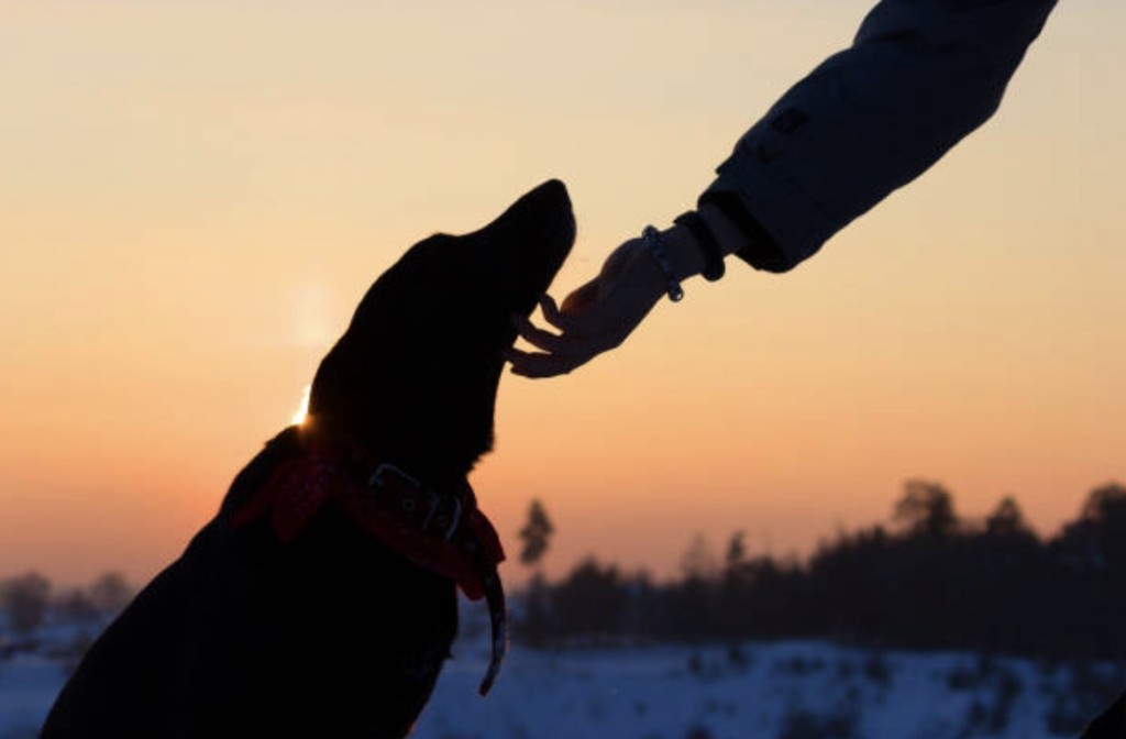 emotional support animal