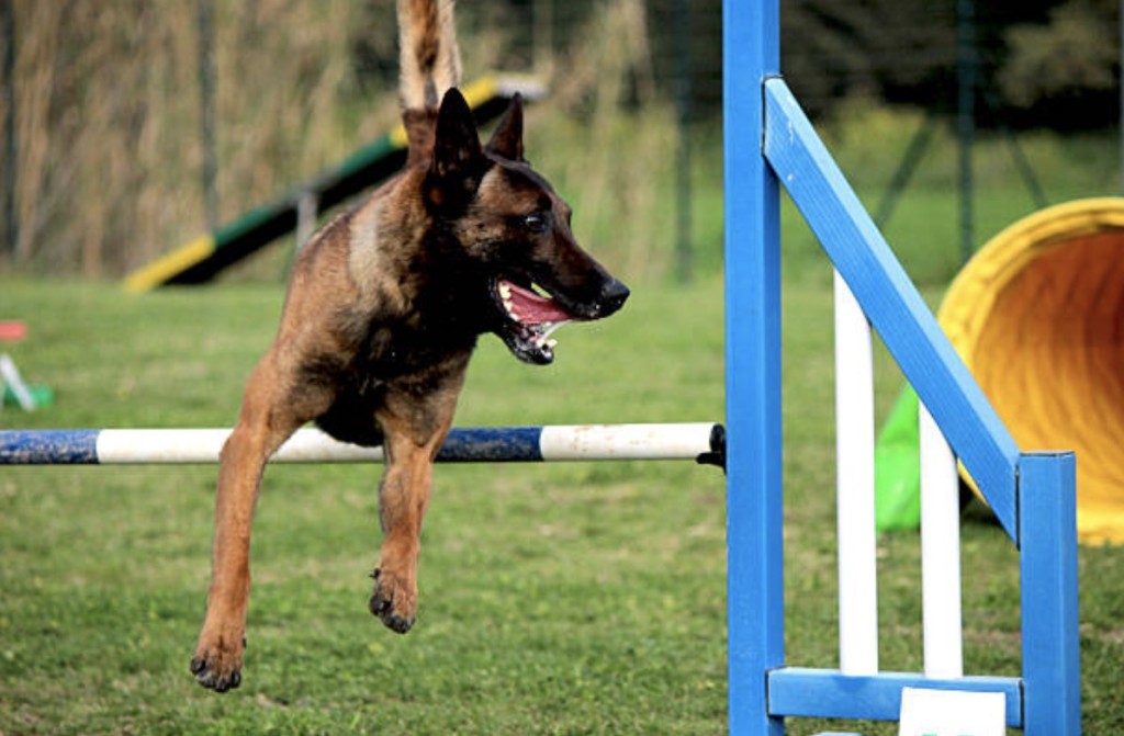 military dog