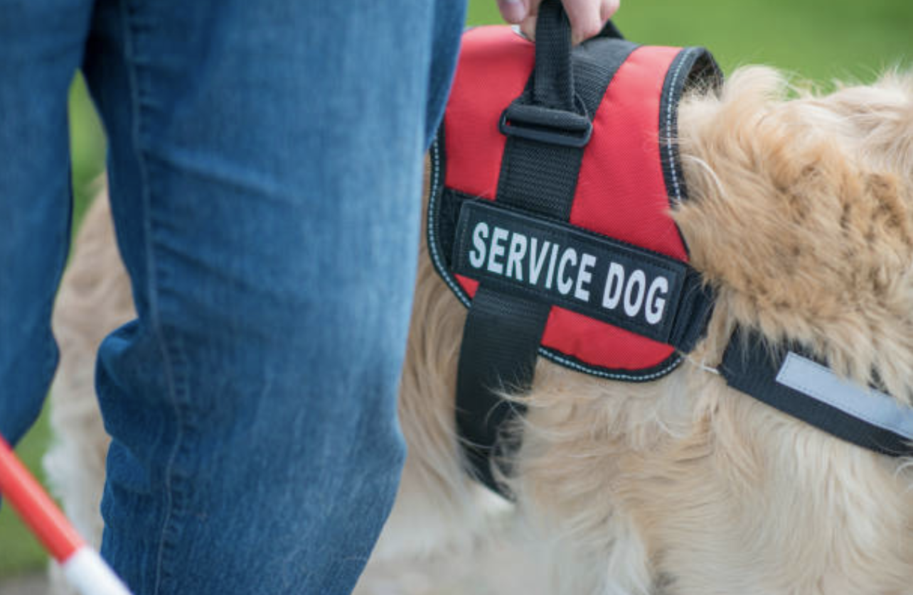 service dog registration
