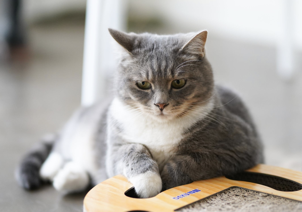 new therapy cat at airport