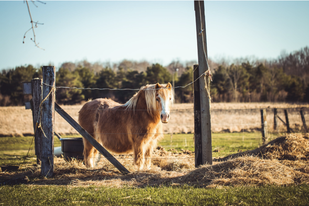 service miniature horse