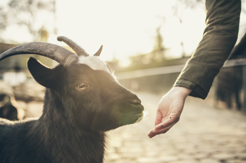 goat assisted therapy