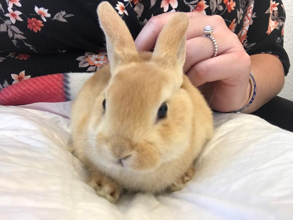 bunny cafe