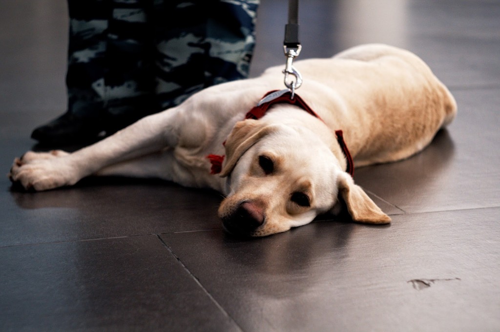 service dog for rehab patients