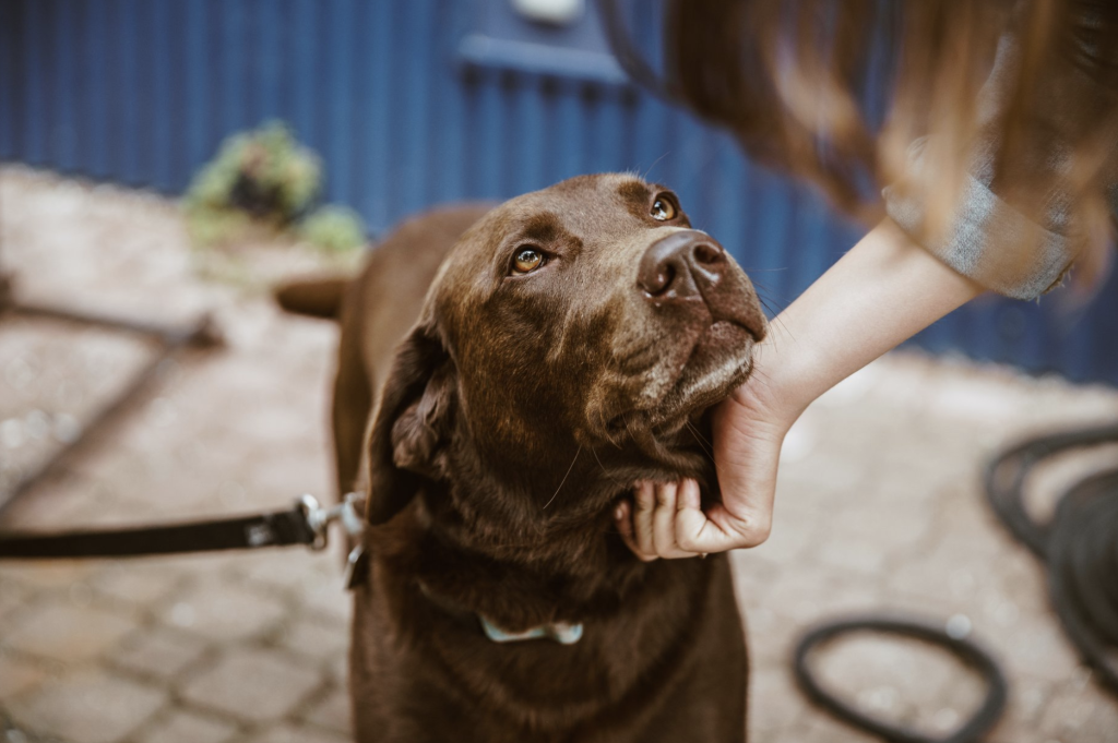 meeting dogs needs