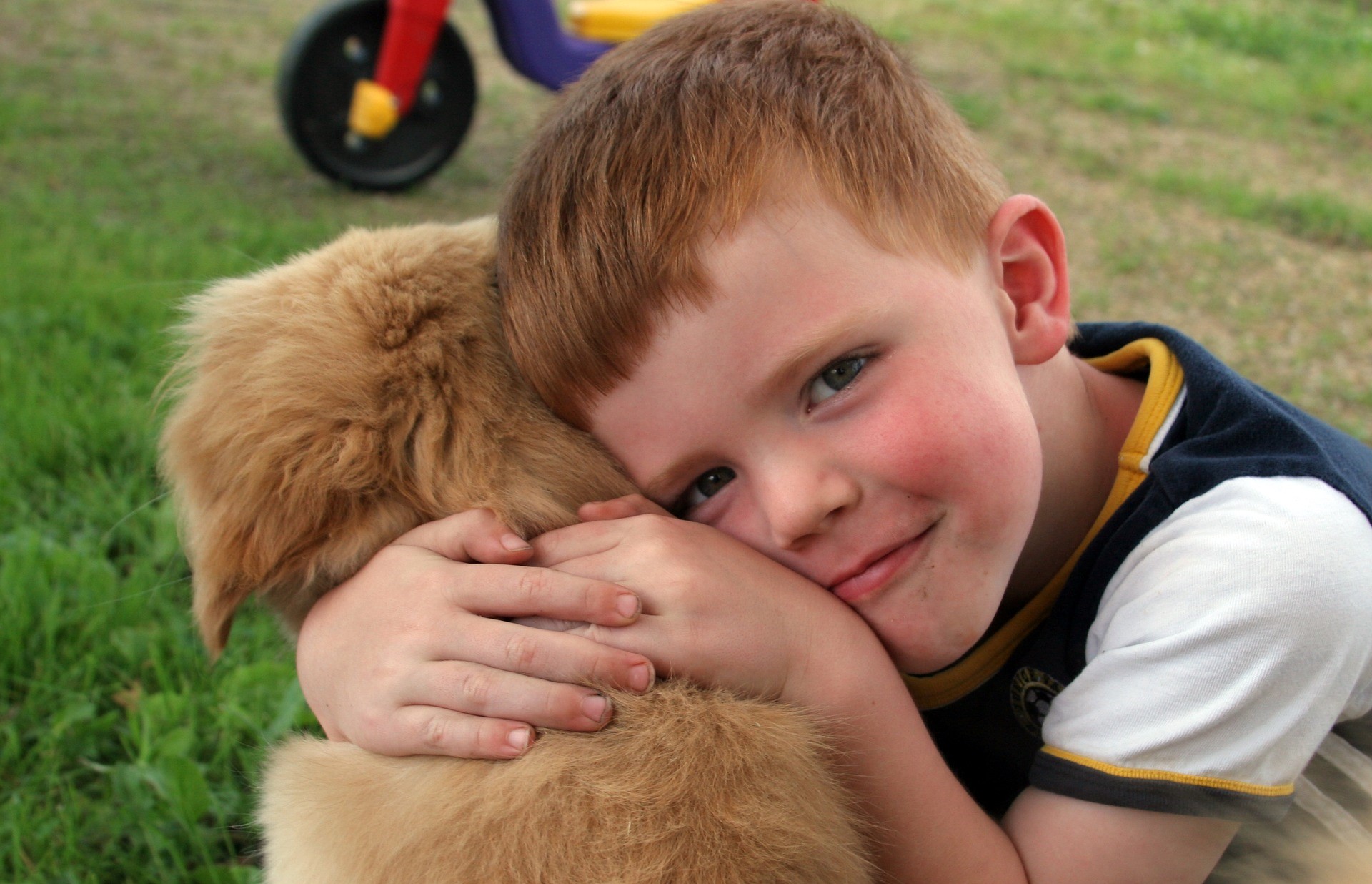this-boy-needs-your-help-to-get-a-service-dog-service-animal-registry