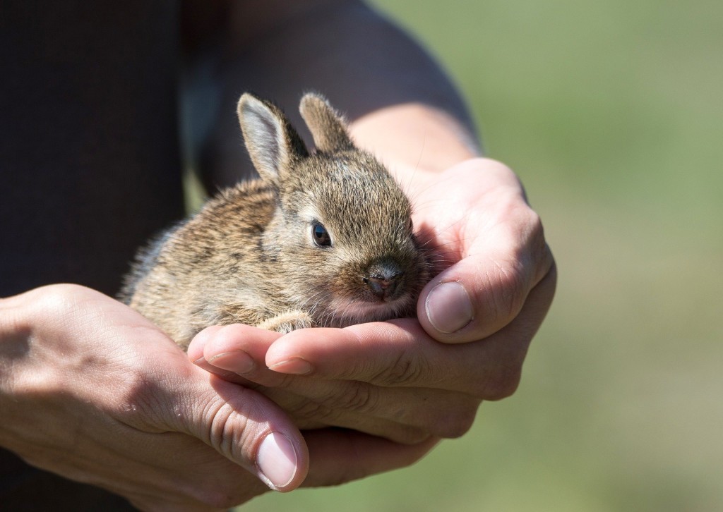 rabbit-913550_1920