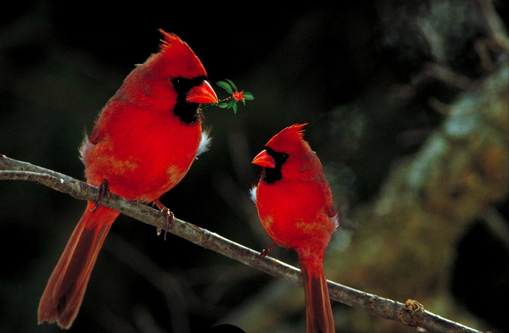 cardinals-1125156_1920