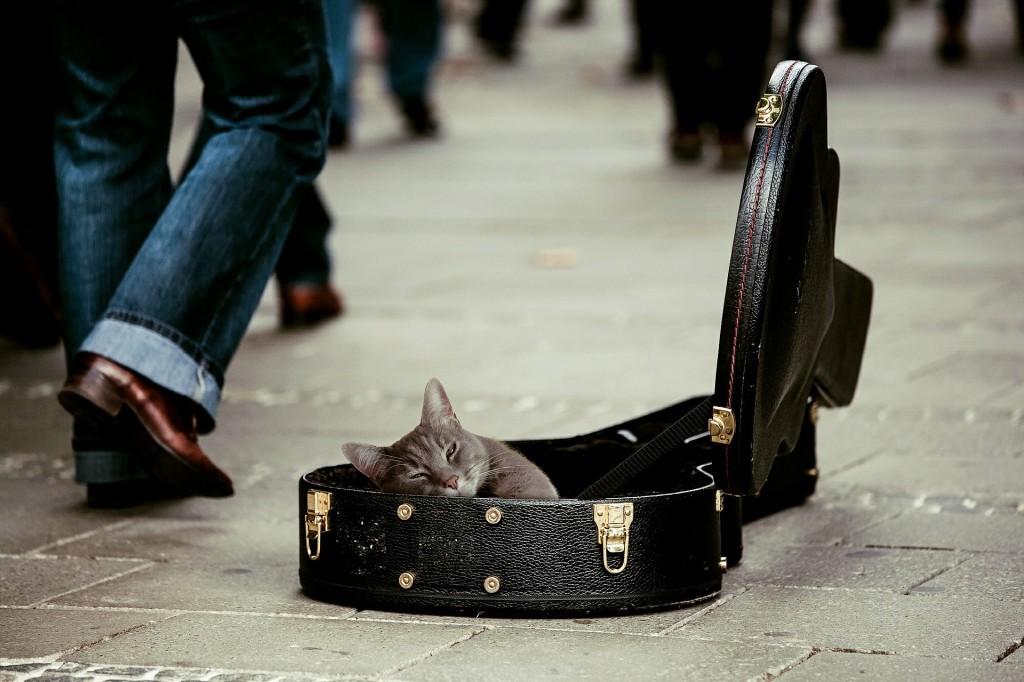 kitty-491013_1920