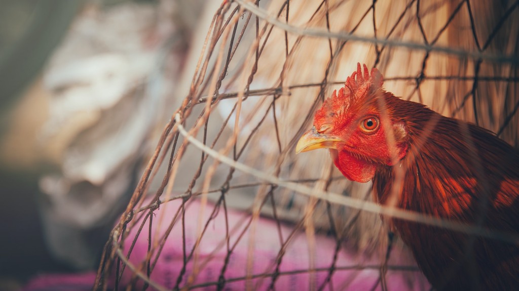 chicken in cage