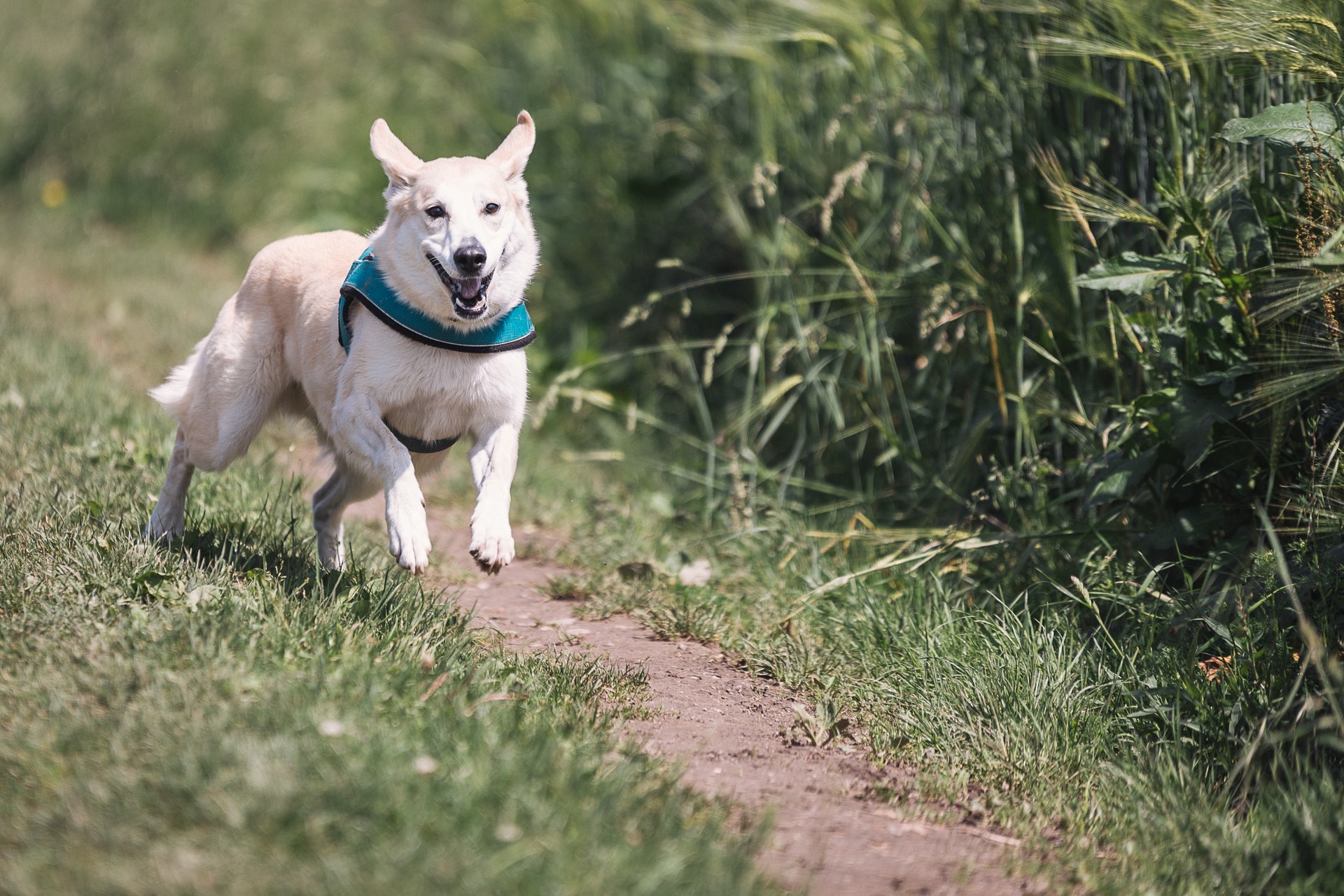 3 New Years Resolutions For Your Pets Benefit Service Animal