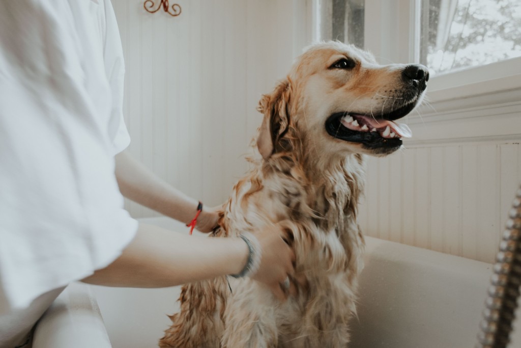 pet bath