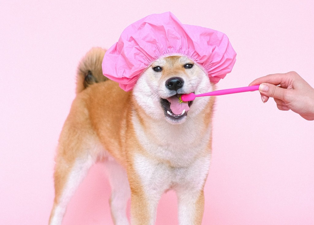pet hygiene