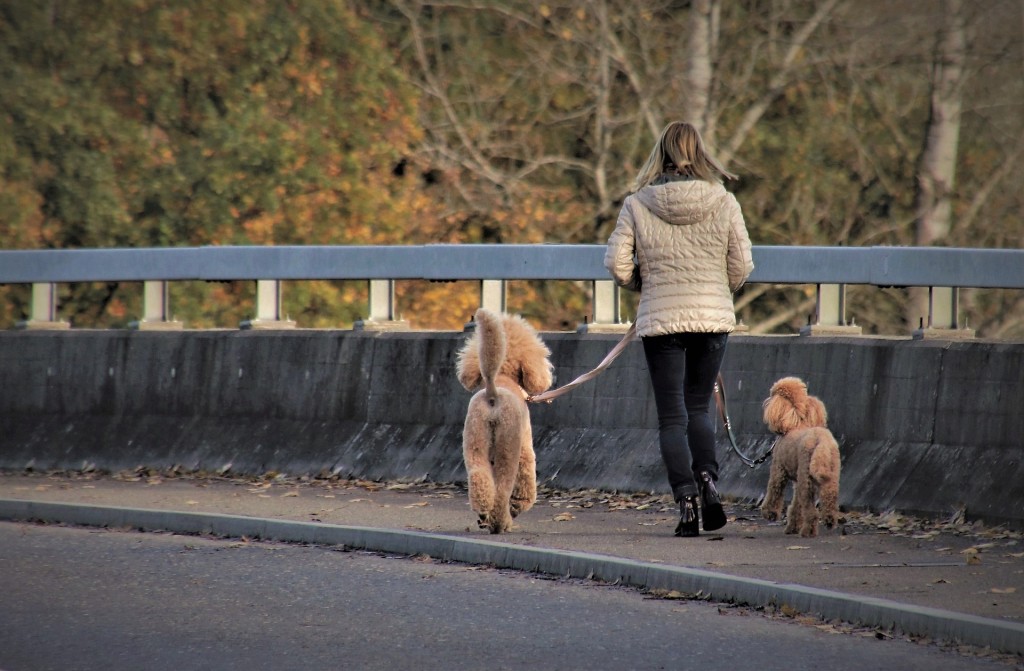two poodles on a stroll