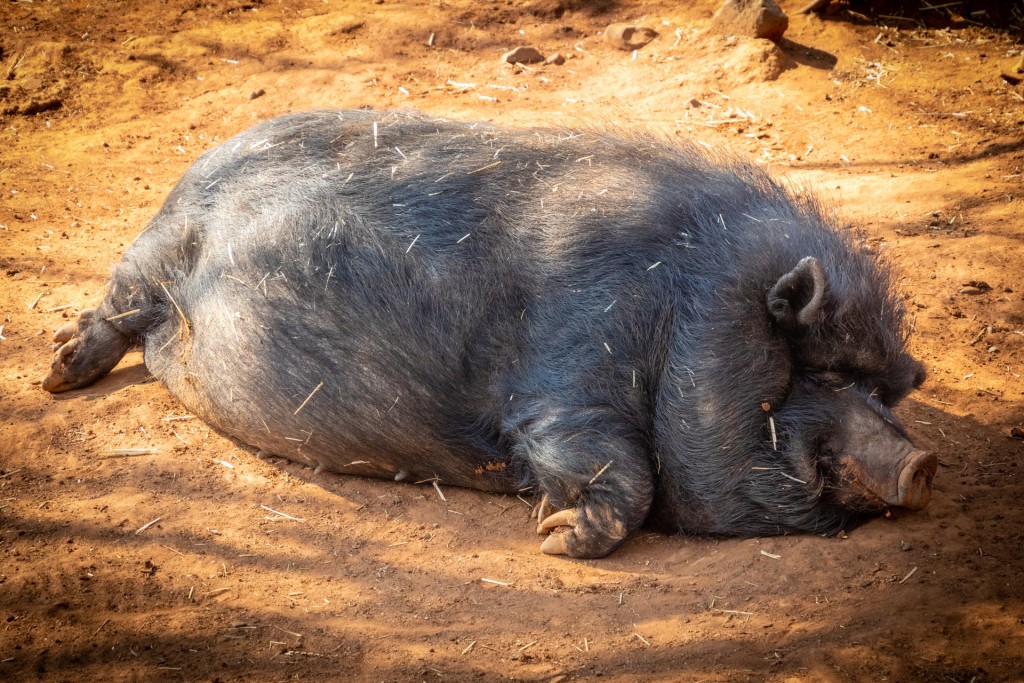 pot bellied pig