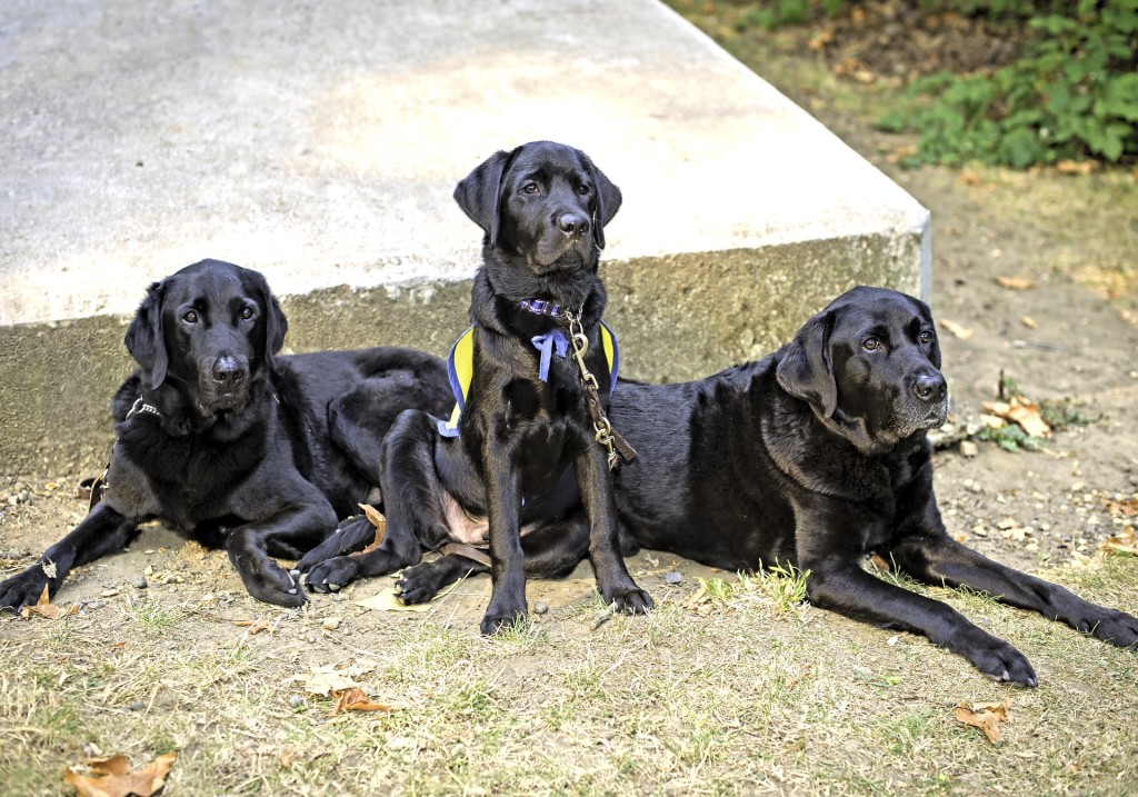 service dogs off duty