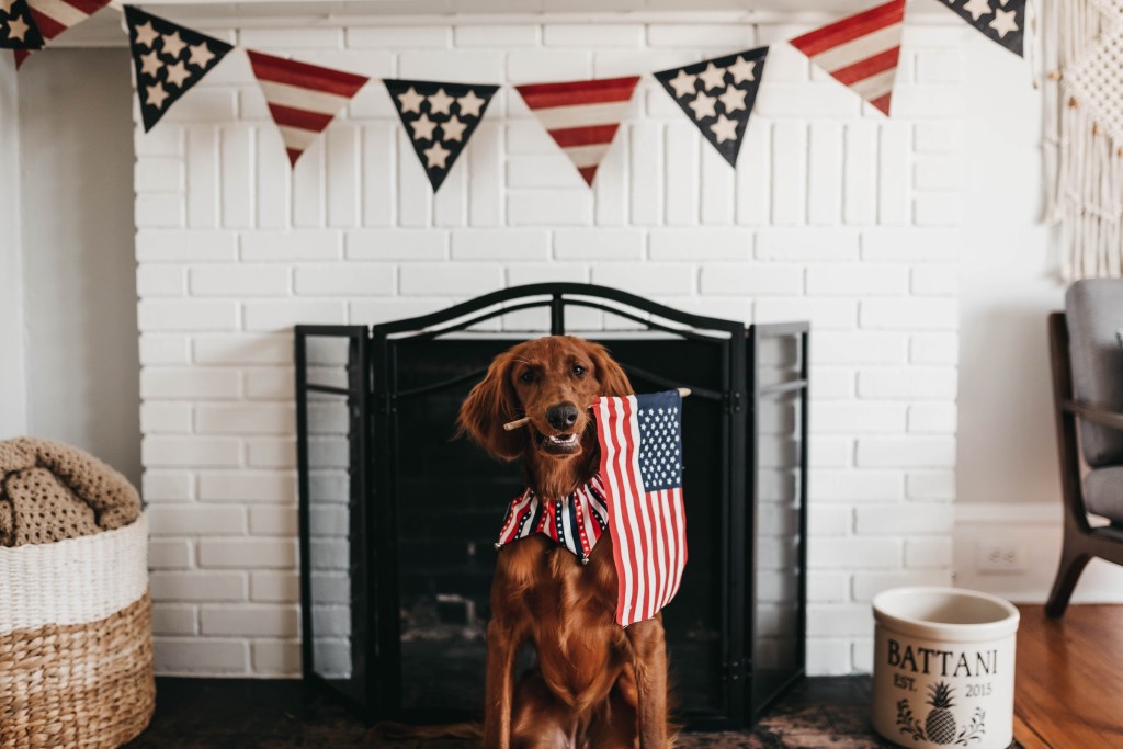 4th of july doggo