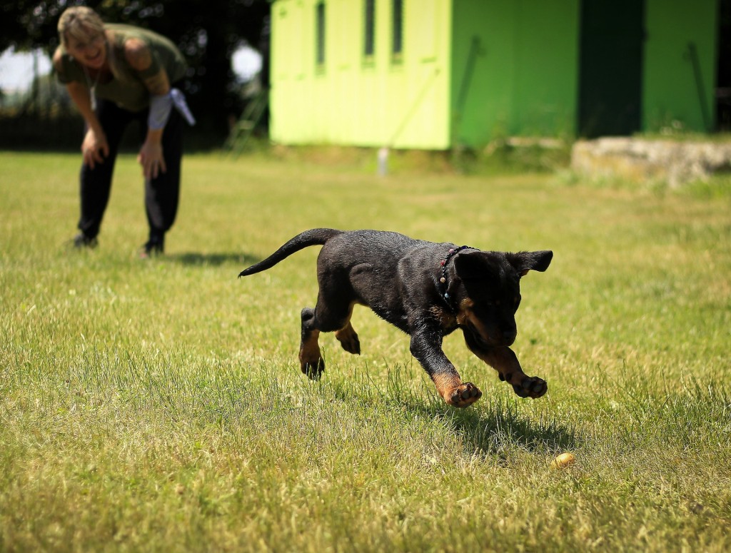 dog in training