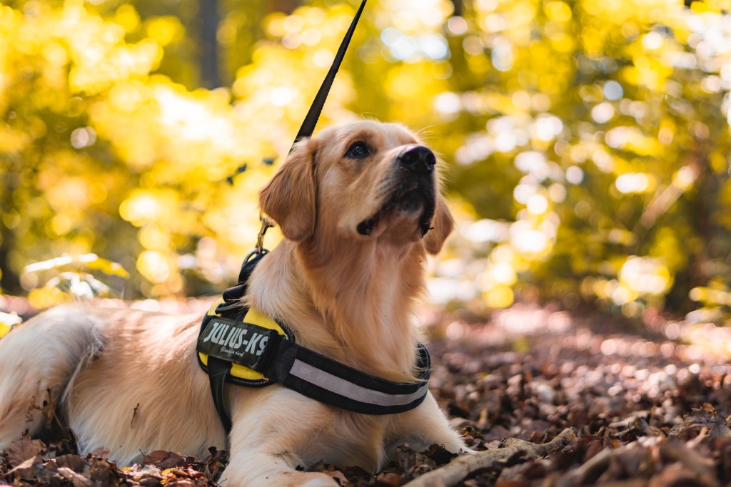 service doggo