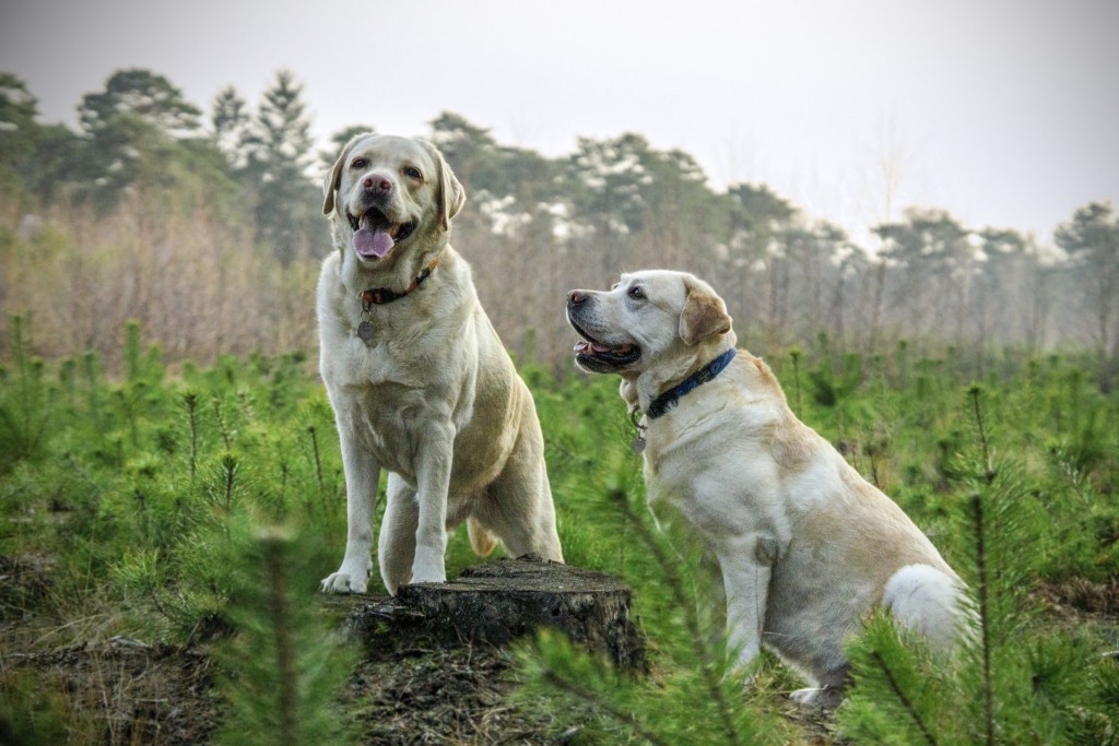 two pups