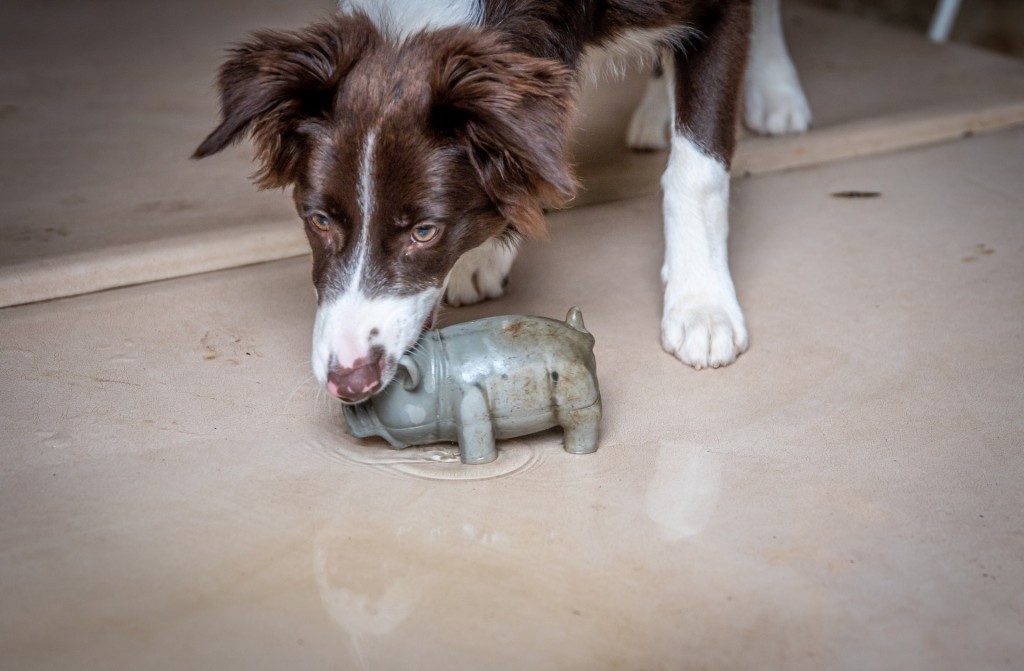 border collie