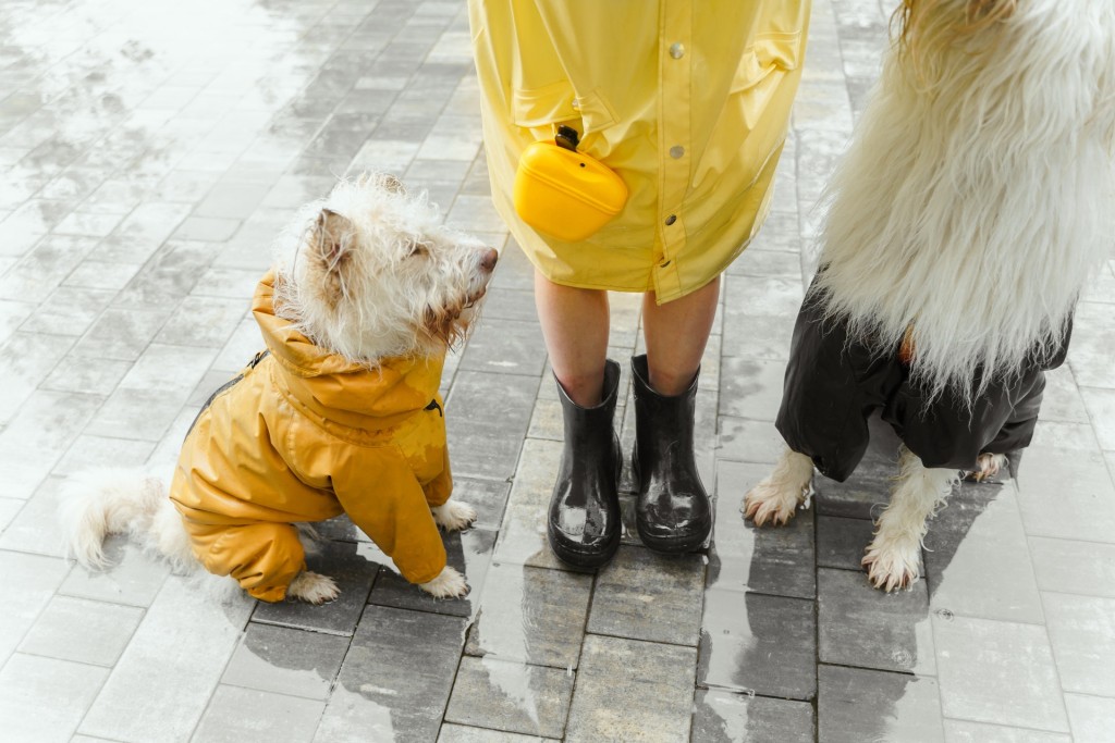 doggo in raincoat