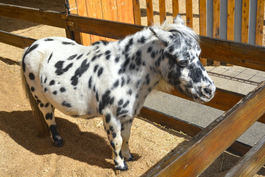 spotted mini horse
