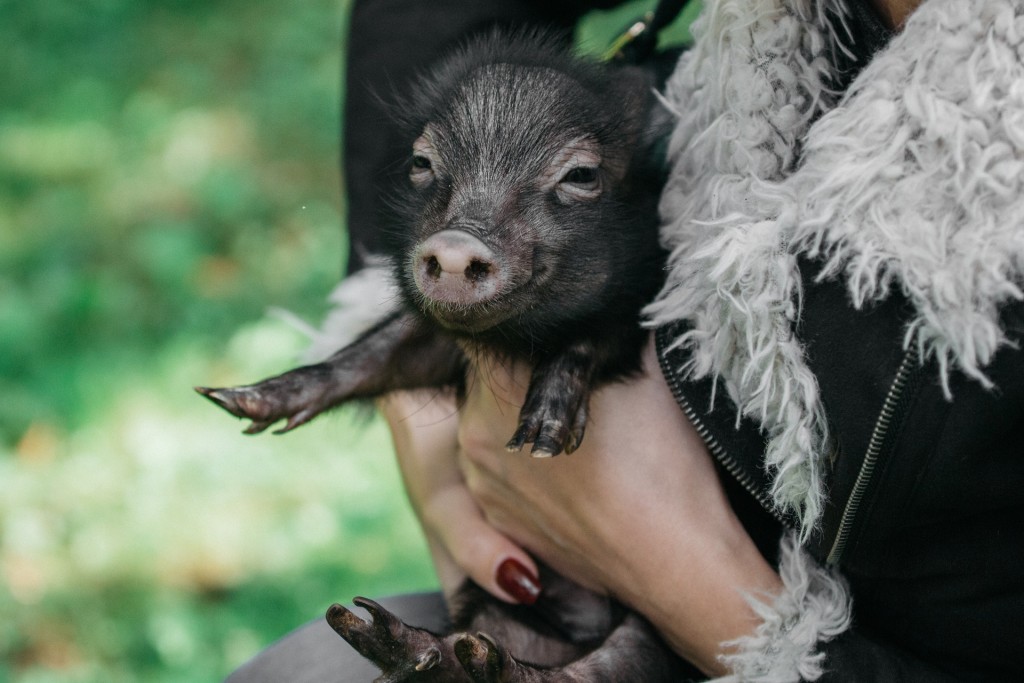 pet pig