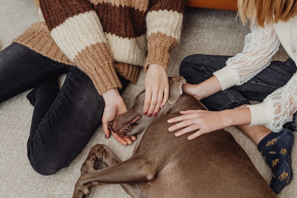 therapy animal