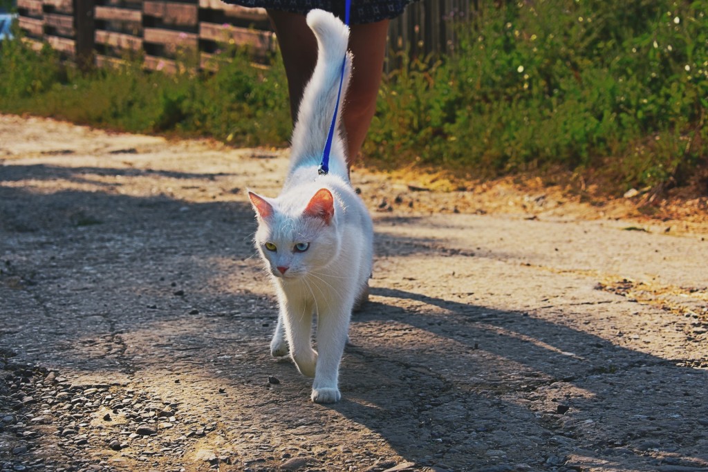 cat on leash