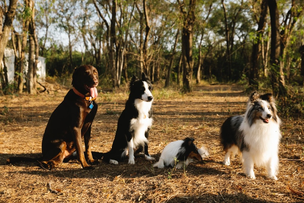 dementia dog characteristics