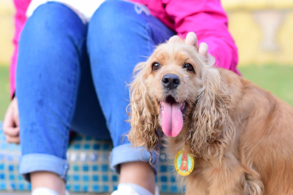 what hearing dogs do