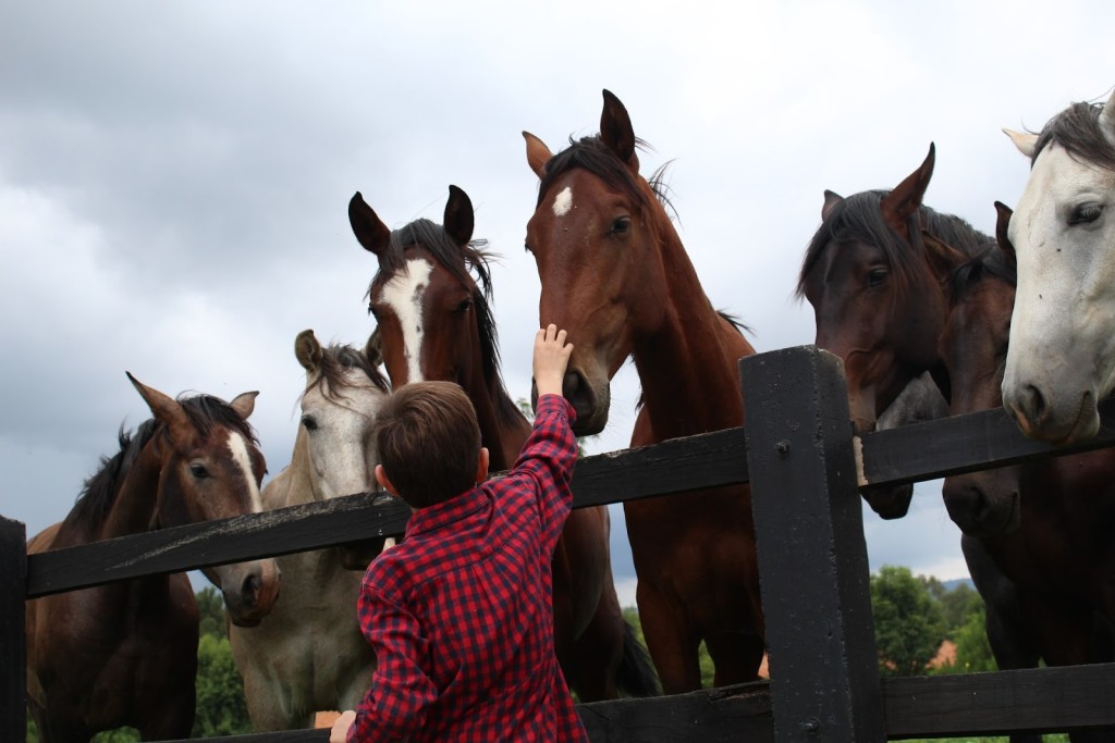 farm animal therapy