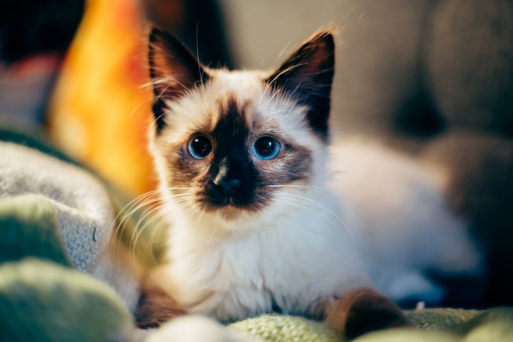 balinese cat