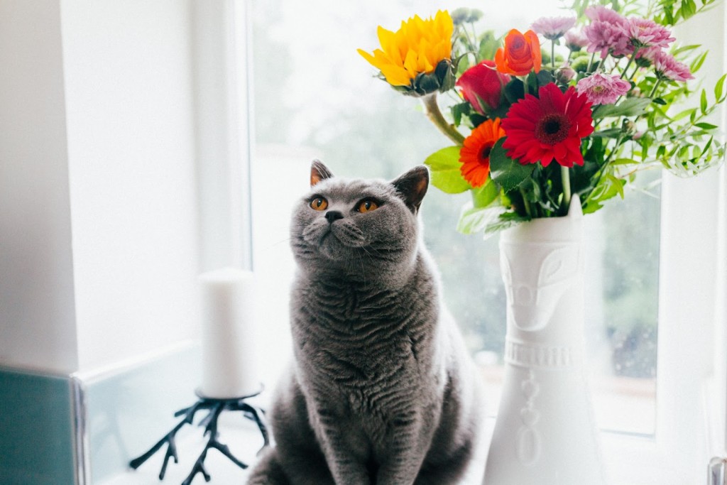 russian blue cat